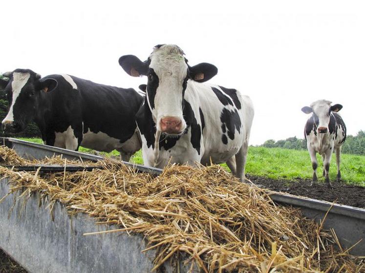 Afin d’aider chacun, la FDSEA80 propose de mettre en relation les offres et demandes des agriculteurs de la Somme via une bourse aux fourrages.