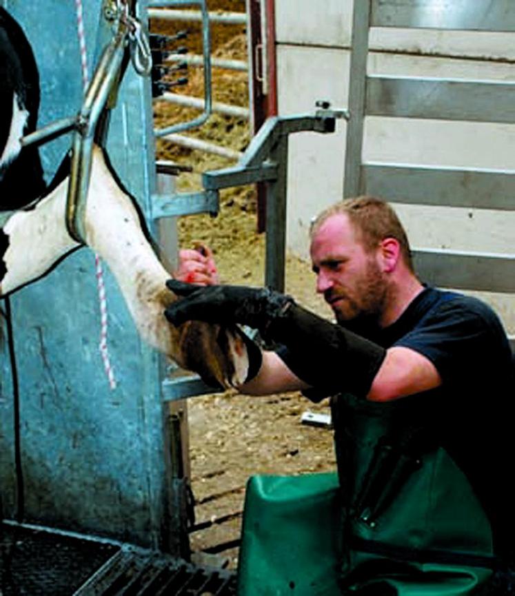 Les boiteries sont la troisième cause de réforme des vaches laitières.