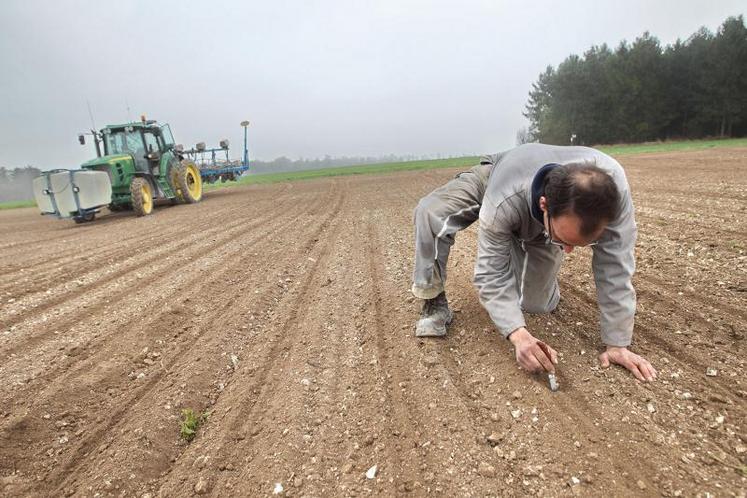 Soigner l’écartement entre deux rangs de semis et la profondeur sont des facteurs qui permettent d’améliorer la productivité de la culture de la betterave sucrière.