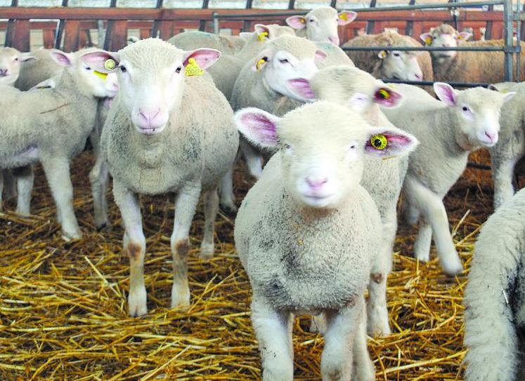 A partir du 1er janvier 2017, les détenteurs de mouton devront identifier électroniquement tous les animaux des cheptels nés avant le 1er juillet 2010.