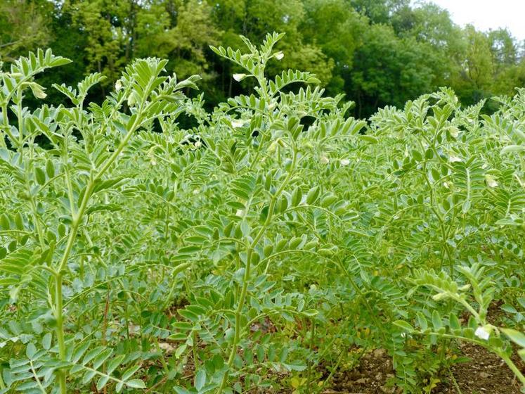 Le pois chiche, par exemple, valorise les sols argilo-calcaires, même superficiels. Sa marge brute est comprise 
entre 266 et 766 EUR/ha.