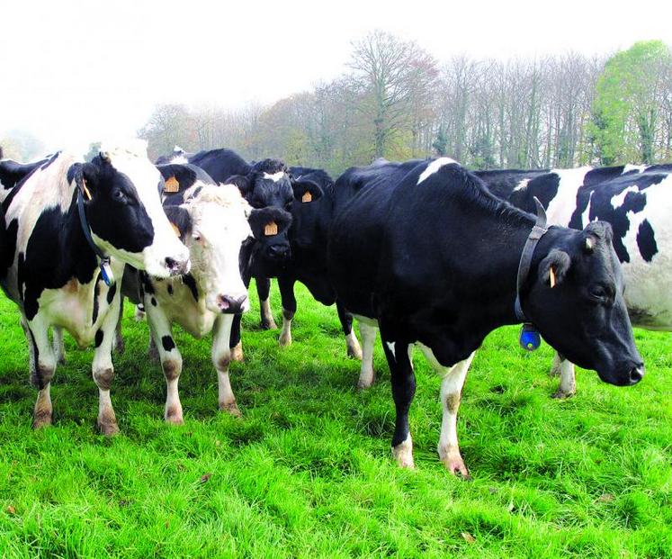 La prime à la vache laitière sera de l’ordre de 30 à 35 euros.