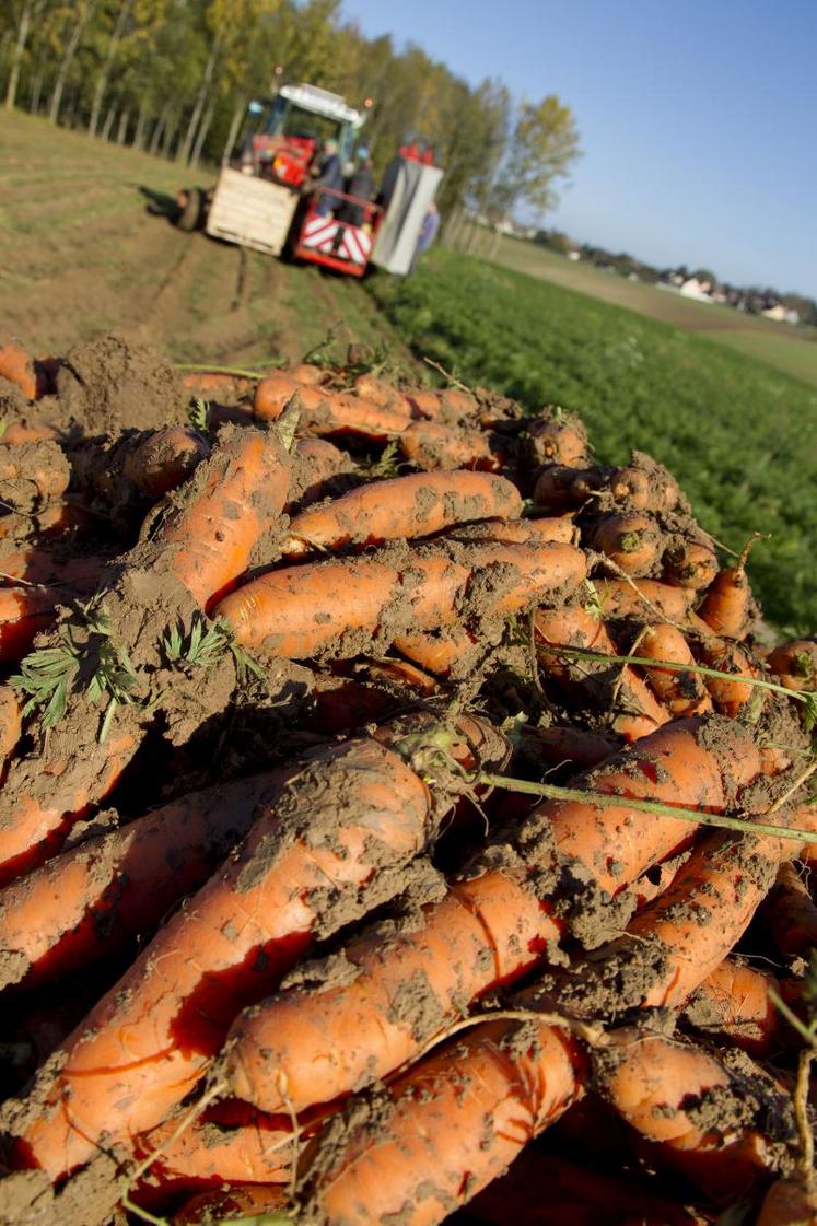 Recolte de carottes bio.