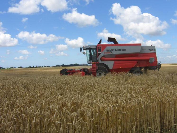 La maturité des blés est là, reste à attendre des conditions climatiques plus propices pour entrer vraiment dans le vif 
de la moisson.
