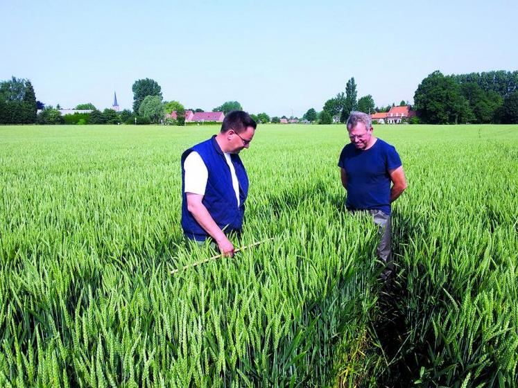 Les productions de semences demandent un savoir-faire et beaucoup de technicité.