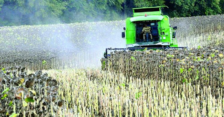 Les parcelles qui pourront être récoltées en septembre bénéficieront théoriquement de créneaux de récolte plus confortables, car l’humidité des graines baisse au cours de la journée.