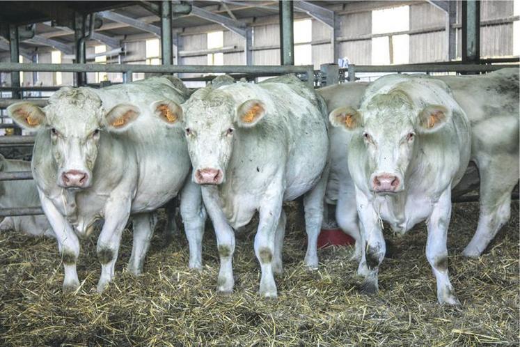 Si la filière viande bovine est parvenue à établir des indicateurs de coût de production, elle reste prudente 
avant de les diffuser.