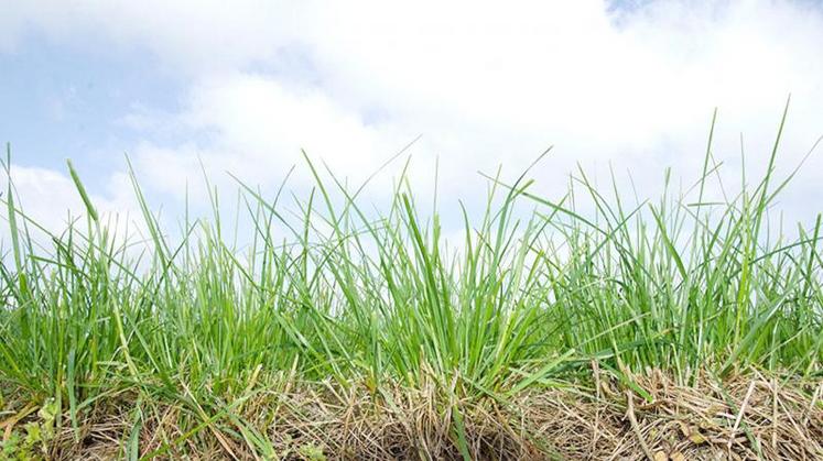 «Rénover sa prairie, c’est bien, mais pérenniser la rénovation, c’est mieux ! L’herbe se cultive», prévient Claire Leroy, de la CA80.