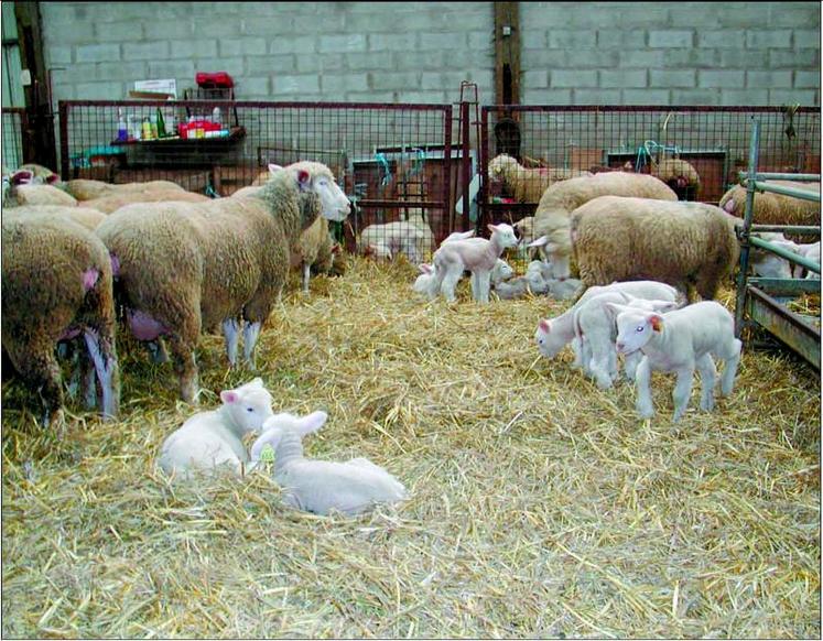 Le lien entre le poids à la naissance des agneaux et leur taux de survie est prépondérant.
