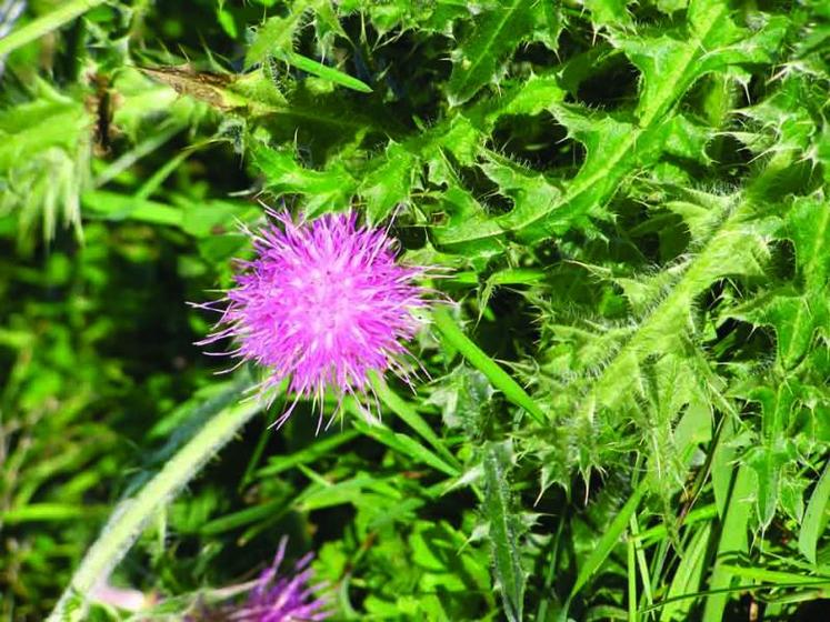 Si cela s’avère nécessaire, le Conseil général interviendra 
par un désherbage chimique ou thermique pour éliminer les chardons.