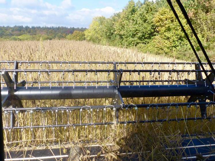 Une fois récolté, le chènevis (graines) sera séché puis transformé à destination de l’alimentation humaine. La paille doit être fauchée, pressée et défibrée.