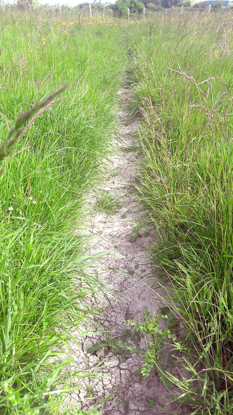 Disposer de rigoles est une méthode douce efficace et peu onéreuse d’améliorer la flore.