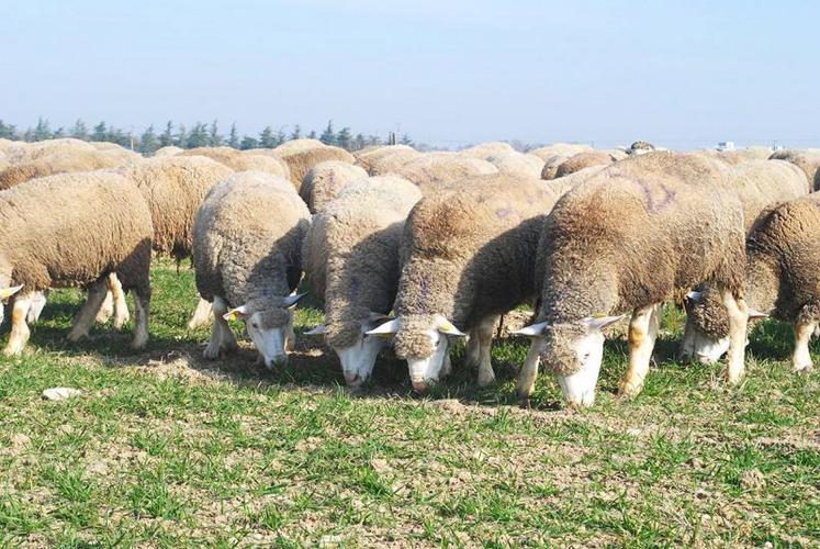 Les brebis ont été mises sur la parcelle expérimentale le 21 février.