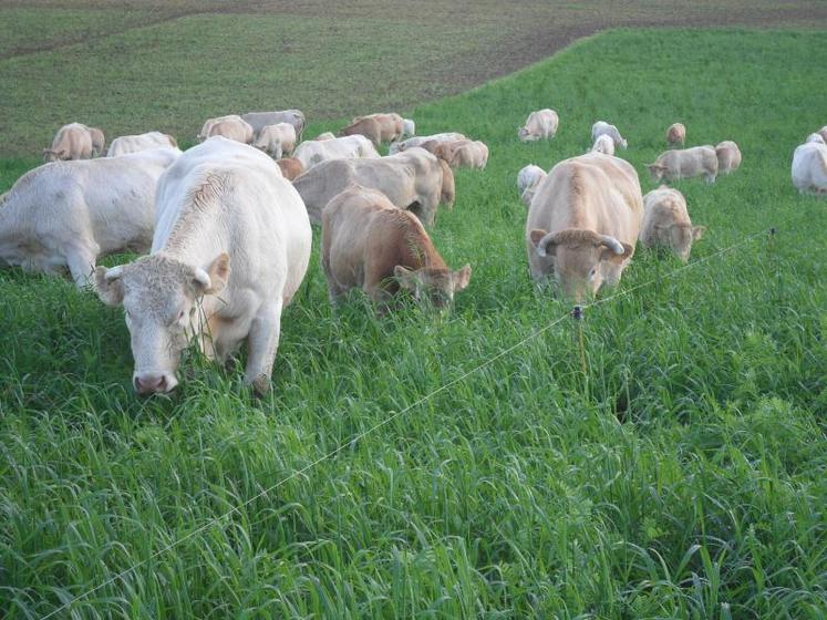 Les épisodes de sécheresse se répètent et il faut penser à semer des dérobées pour les donner en enrubannage l’été suivant. 