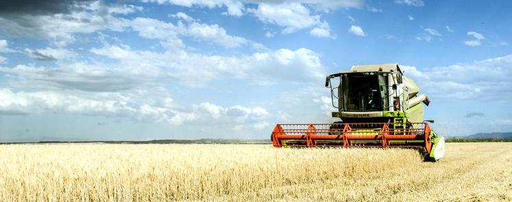 Globalement, les premiers rendements calculés affichent un retrait de 5 qx/ha par rapport à l’année précédente.