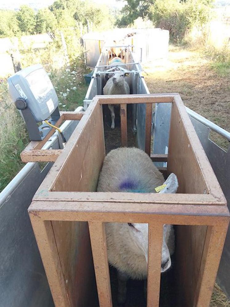 Les agnelles de faible poids ne rattrapent pas leur retard.