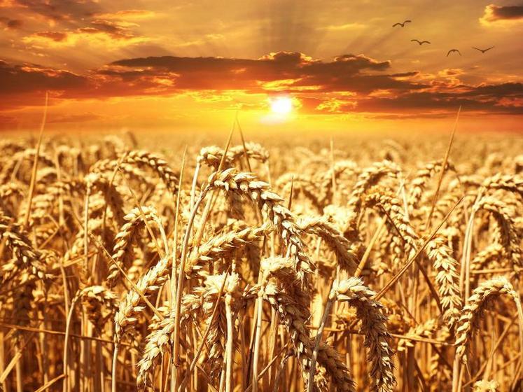 La superficie consacrée aux céréales devrait augmenter  d'ici 2030 pour atteindre 55,6 milliards d'hectares.