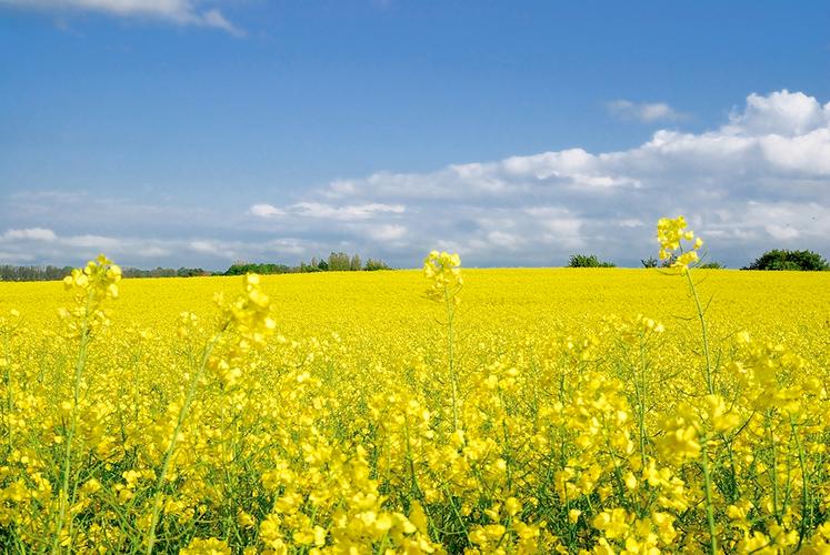 En France, la tonne de colza de la récolte 2020 s’échange à 552 E alors  que la prochaine récolte 2021, qui s’annonce très faible en volume,  affiche déjà 500 €. 