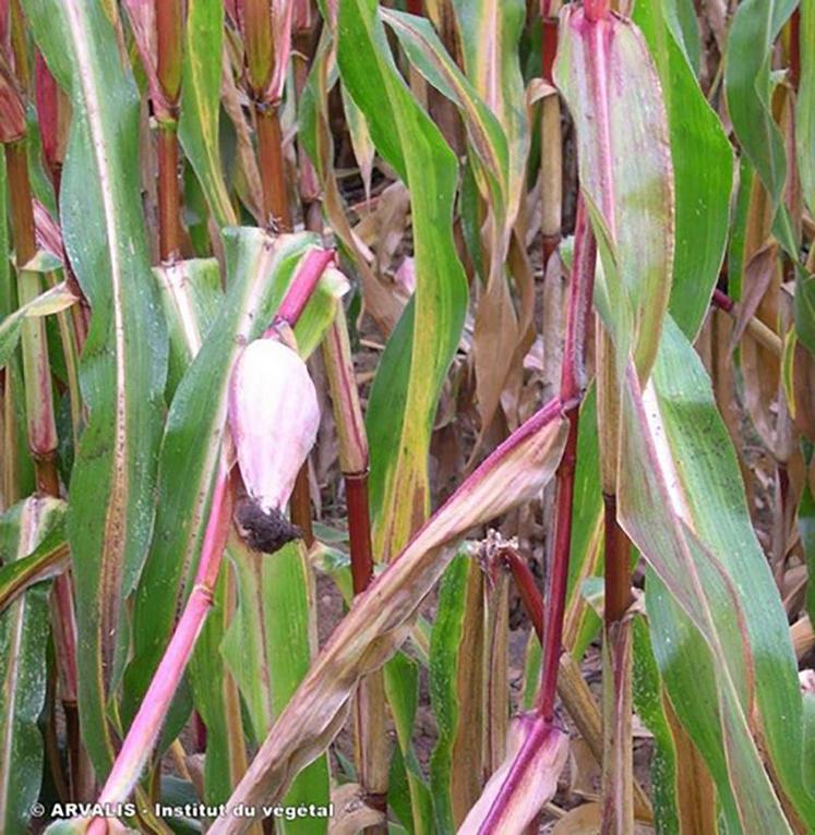 Dégâts sur tige : casse des tiges et chute d’épis.