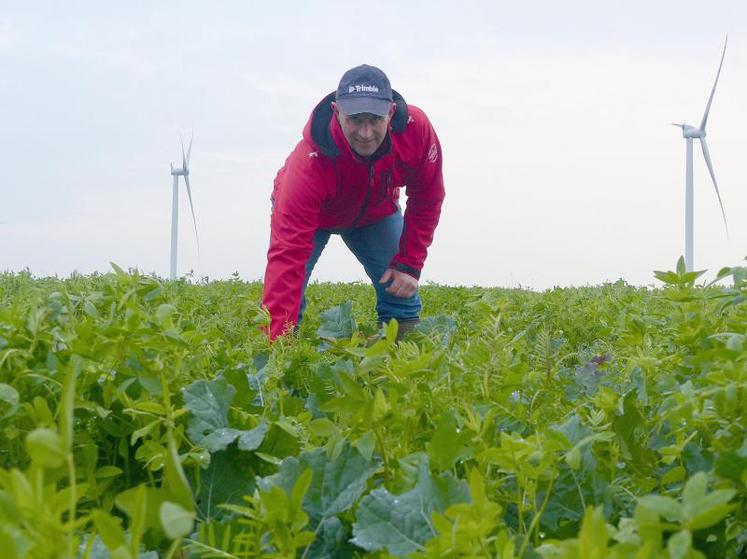 Christophe Bachelet, polyculteur éleveur à Croisette (62), et membre du GIEE du Geda du Ternois, a testé l’association 
de trèfle et de vesce avec le colza. Résultat : une économie de 30 unités d’azote.
