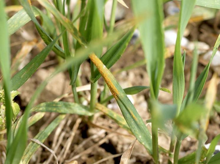 La septoriose est particulièrement à surveiller.