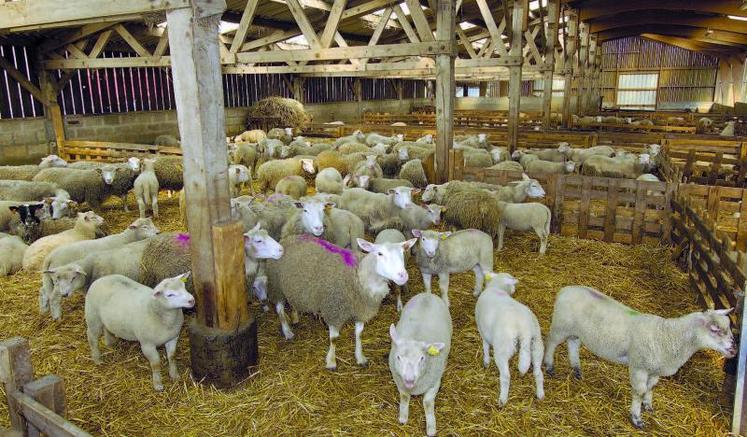 L'agneau se présente comme une diversification intéressante pour les exploitations d'élevage ou céréalières. Complément de revenu, parfaite
complémentarité en termes de travail et interactions entre les deux productions forment un trio gagnant.