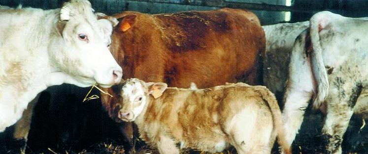 Les références vaches allaitantes 2013 au titre des aides bovines allaitantes (ABA) 2015 ont été supprimées.