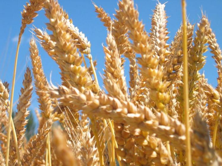 La compétitivité renforcée du blé français est illustrée par les achats récents de l’Egypte, via son organisme public, le Gasc, à hauteur de 480 000 t.
