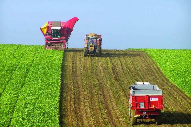 L’Asbs confirme sa prévision d’un rendement moyen proche de 83 T/ha, soit 11 T/ha de moins qu’en 2011.