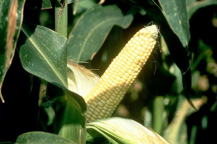 Cette année, la fourchette de prix est de 160 à 170 €/t brut.