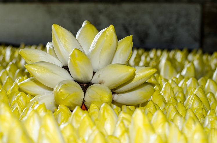 Cette année, la production, d’endives est supérieure à la demande.