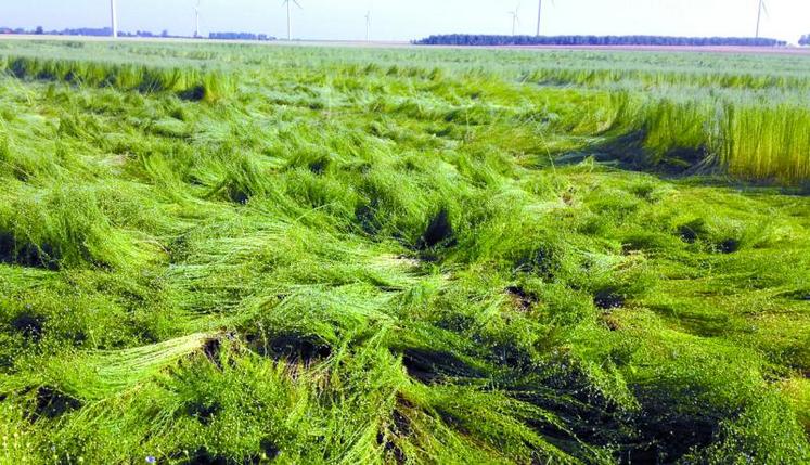 Les parcelles les plus tourbillonnées auront du mal à se relever.