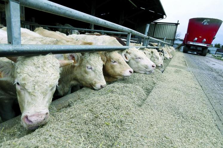 Dans la filière «Jeunes Bovins»,  les projets peuvent rapidement êtres conduits avec les mécanismes de soutien de la coopérative.