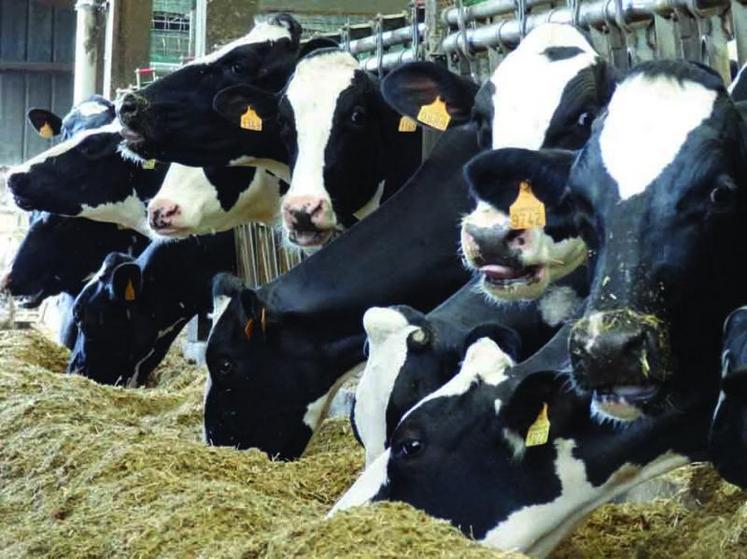 Une vache sur quatre peut être atteinte d’acétonémie.