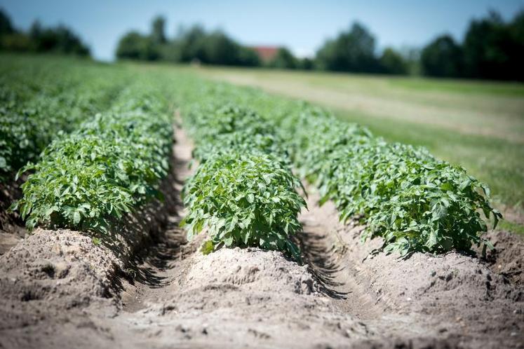 il y aura, «rien que sur le continent, plus de 2 Mt de pommes de terre non transformées» à la fin de la saison...