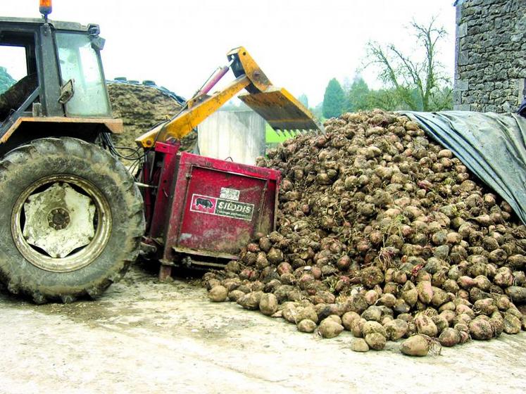 Cette année les betteraves fourragères assurent une production d’environ 19 000 UFL/ha.