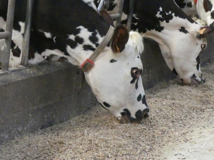 L’investissement représente en moyenne 10 000 E pour un troupeau de cent vaches. Le gain sur la reproduction serait de 3 000 € par an, et le retour sur investissement atteint au bout de trois ou quatre ans.