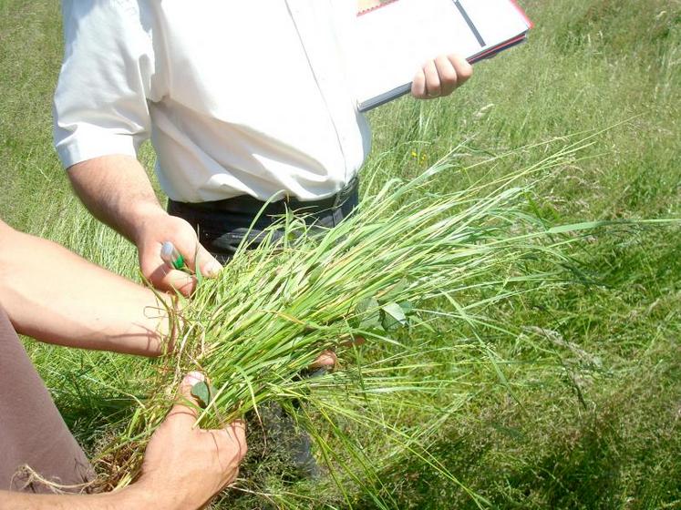 Relever la présence d’espèces dans une poignée et utiliser la fiche diagnostic proposée par le Gnis.