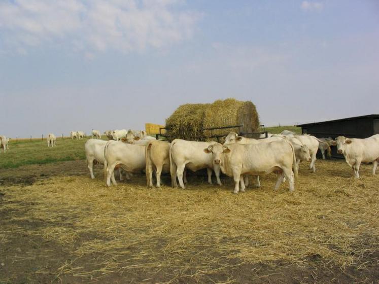 Non seulement la sécheresse occasionne un manque d’herbe immédiat, mais en plus, un surpâturage sera préjudiciable 
à la productivité de l’année qui suivra.