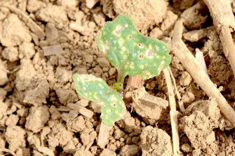 Colza altise dégâts.