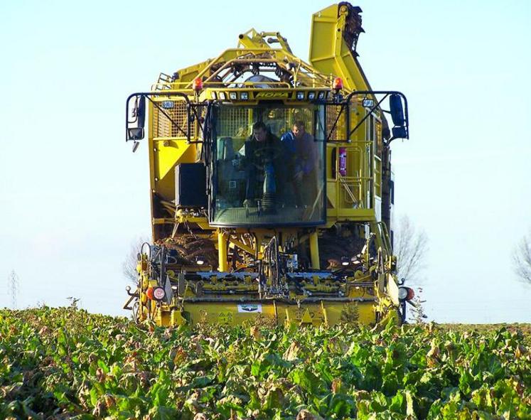 Saint Louis Sucre et Tereos paieront des indemnités aux planteurs volontaires pour arracher leurs betteraves plus tôt et les livrer à leurs sucreries.