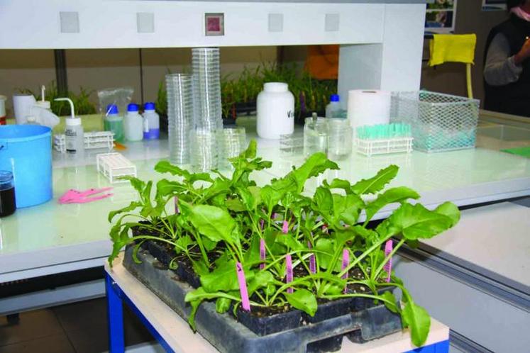 Le croisement entre du matériel génétique provenant du monde entier et le matériel élite de Florimond Desprez sera réalisé au sein du laboratoire de biotechnologie du semencier.