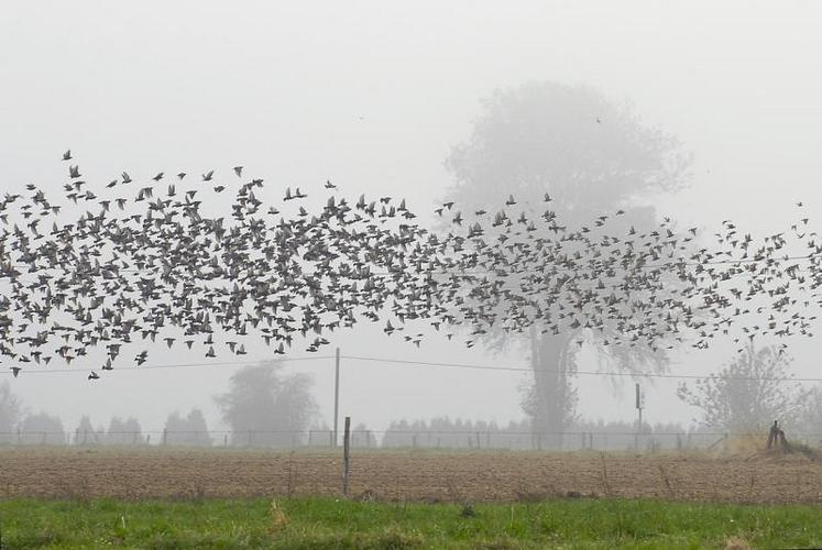 Le Conseil national de la chasse et de la faune sauvage a retiré l'étourneau sansonnet de la liste des nuisibles estimant que les arguments pour justifier son classement sont insuffisants.