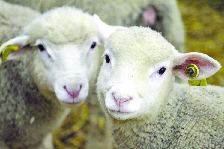 57 % de la viande ovine est importée.