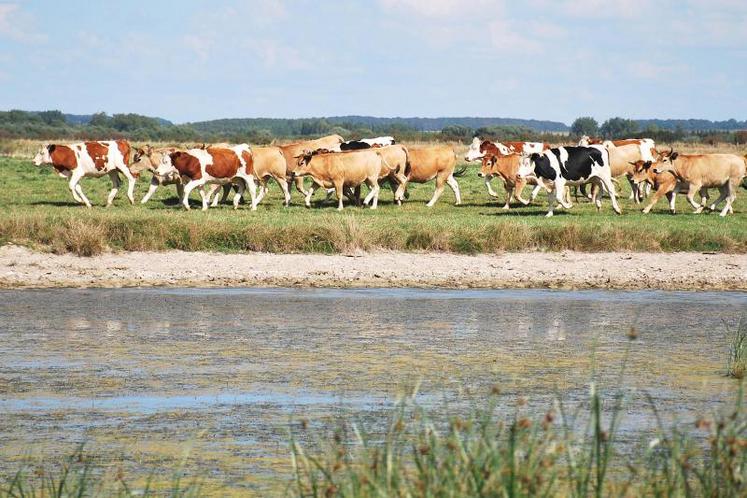 443 exploitations sont installées en zones humides, en plaine maritime picarde et en moyenne vallée de la Somme. Parmi elles, une majorité d’élevages.