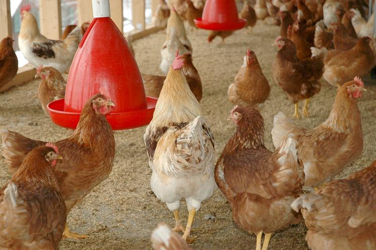 La décision de la Commission européenne sur la réautorisation des farines animales pour certaines espèces continue  de faire débat. 