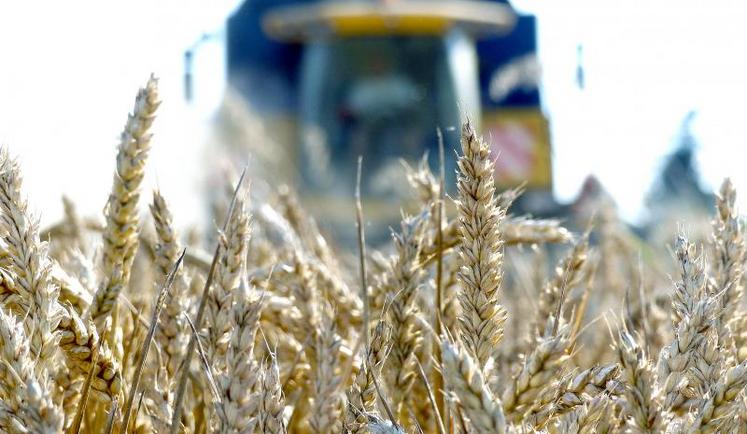 Jean-François Florin, directeur de Sana Terra : «Avec 80 de PS (poids spécifique) et 12,4 % de protéines, la qualité du blé est exceptionnelle. Nous n’avons jamais connu cela encore.»