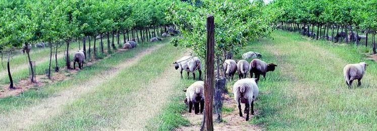 Les Shropshire sont une race spécifique qui a la particularité (si elle est pure) de ne pas s’attaquer aux écorces des arbres, mêmes jeunes.