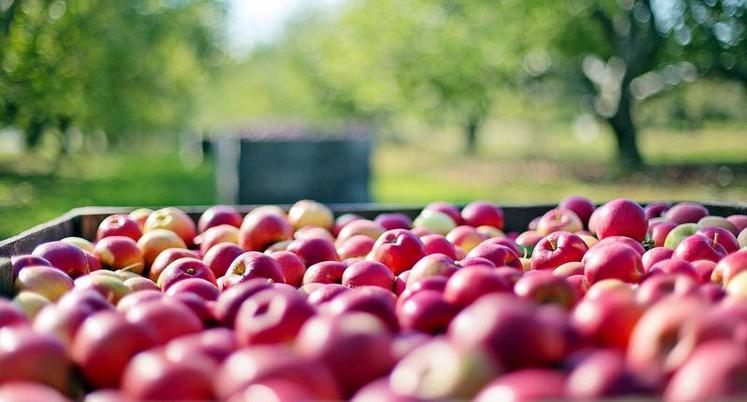 Les arboriculteurs auraient le potentiel pour à la fois servir leurs clients français et, en même temps, reconquérir les parts de marché qu’ils ont pu perdre à l’export l’année dernière.