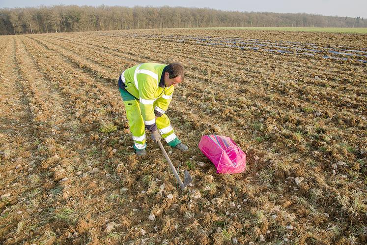 La plantation est souvent un travail manuel, des possibilités de mécanisation existent cependant.